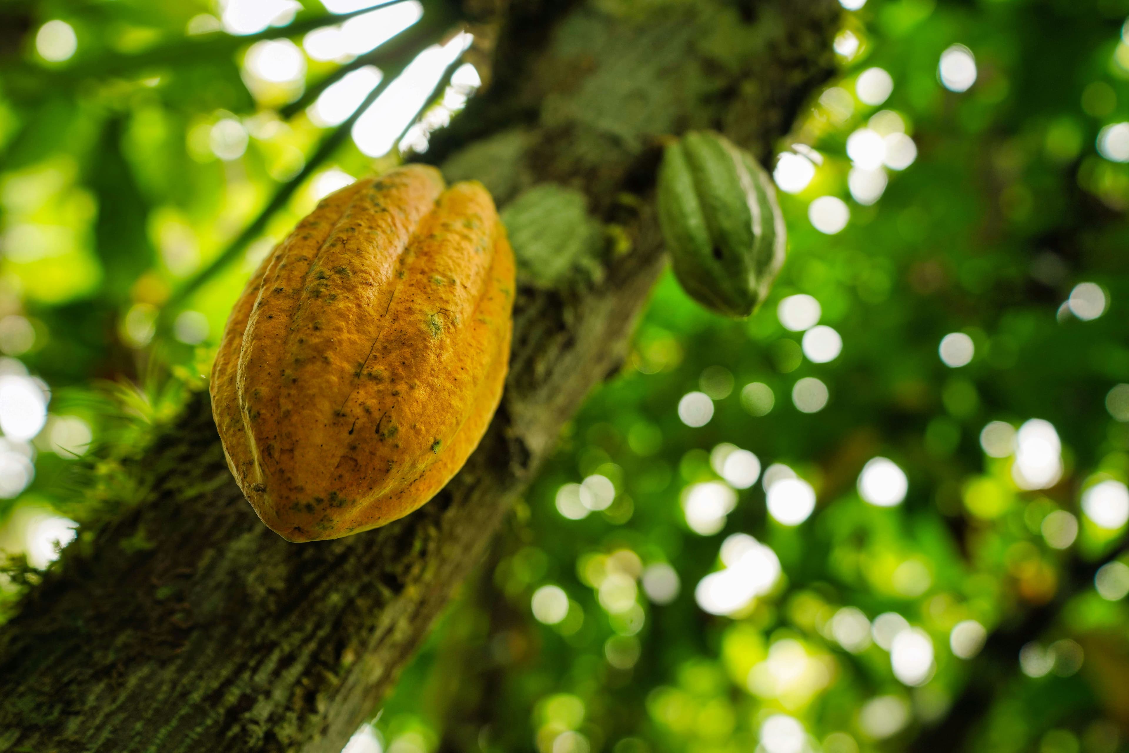 Plantation de cacao en Côte d'Ivoire